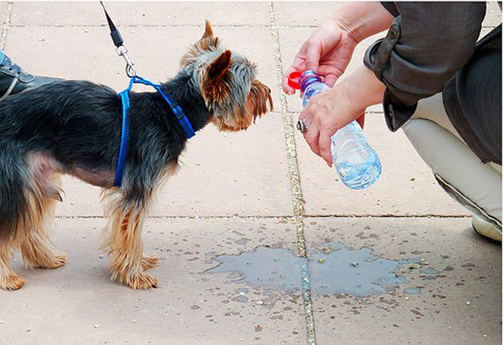 Dog hydration 2
