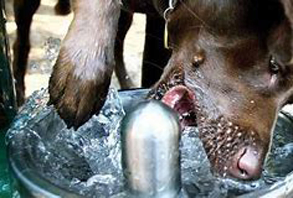 Dog hydration 5