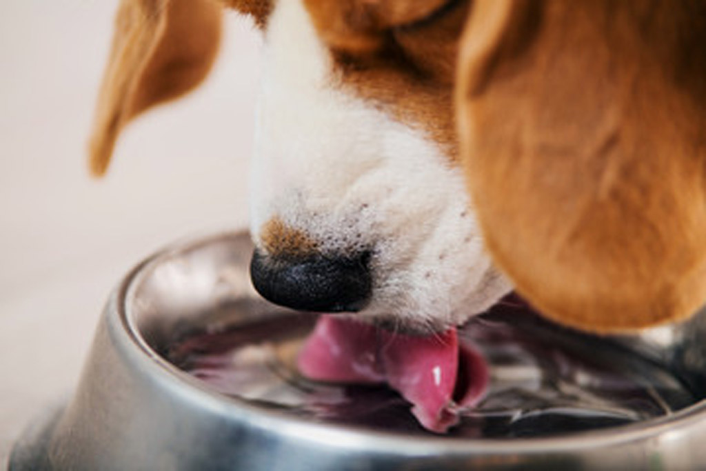 A nutritious and healthy diet & Foods to Avoid - Happy Hounds