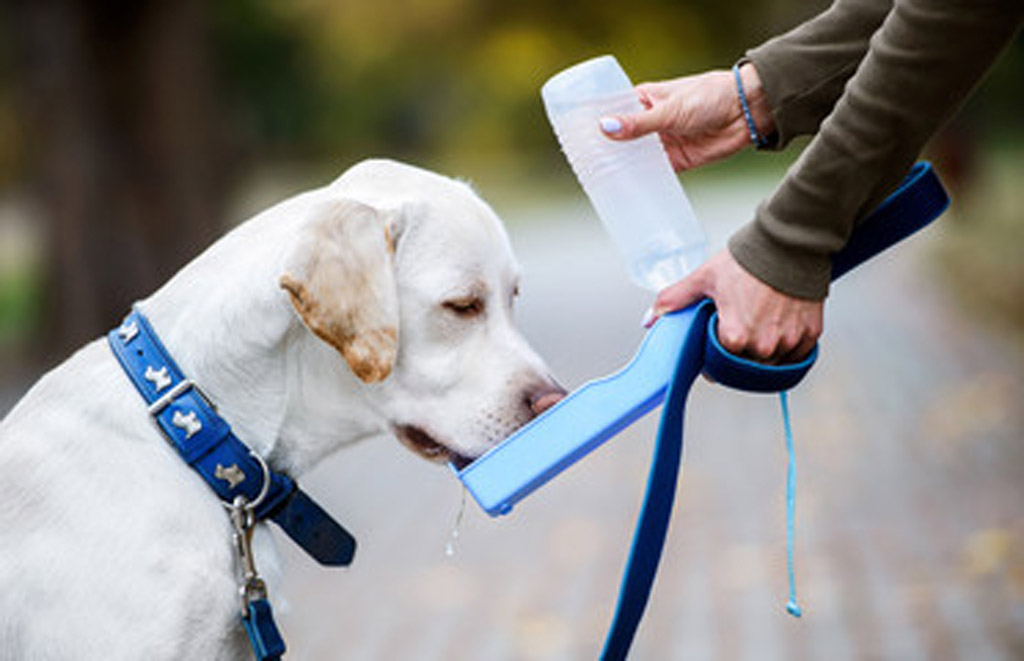 How To Keep Dog From Dripping Water After Drinking